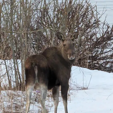 Senja - Charming By The Sea With Terrace And Fantastic View